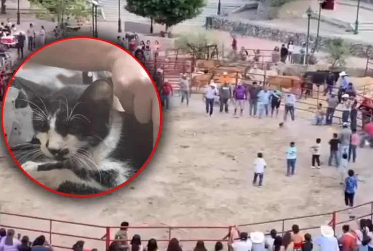 Gatos son amarrados con pirotecnia en poblado de Guanajuato y uno de ellos pierde vida; VIDEO.jpg