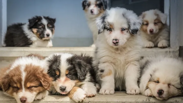 Aprueban ley que prohíbe la venta y producción de carne de perro