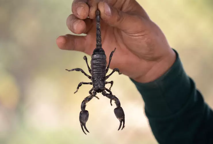 Niña muere por picadura de alacrán en Zacatecas el 27 de abril; no encontraron el antídoto