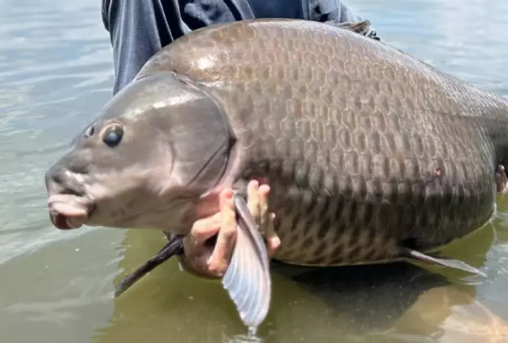 una imagen del enorme pez conocido como búfalo de boca chica