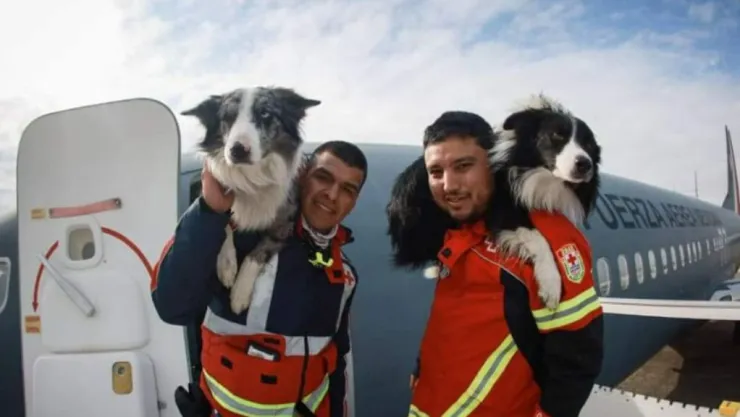 Balam y Orly, perros rescatistas