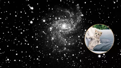 ¿Cuál es la relación de los gatos con los agujeros negros? La ciencia sorprende con esta revelación