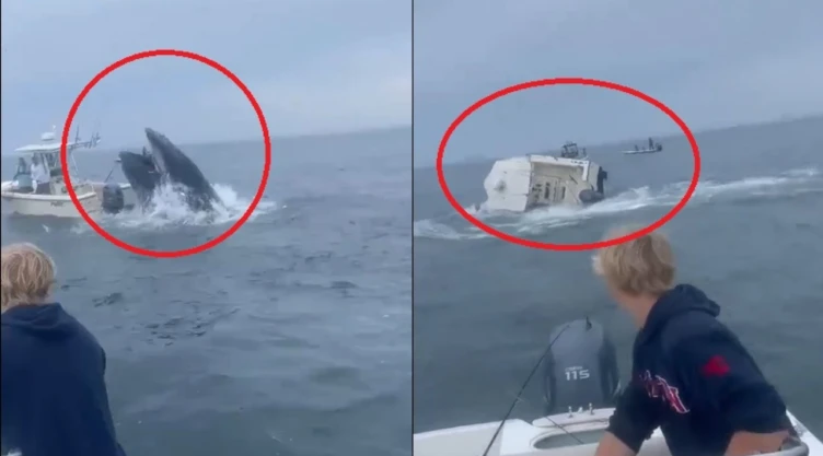 ballena-barco-estados-unidos