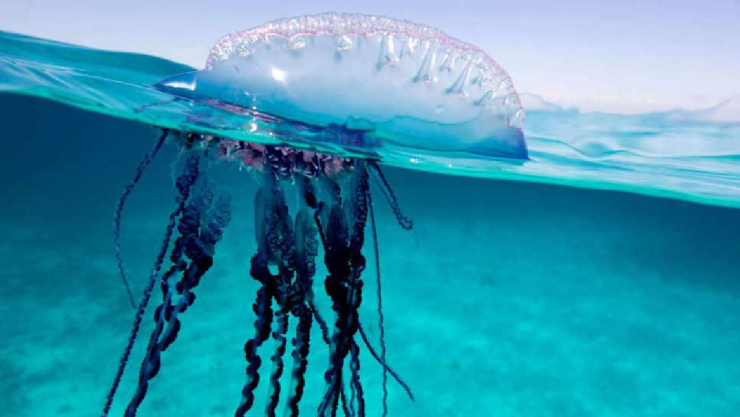 Alertan presencia de carabelas portuguesas en Holbox, esto debes saber