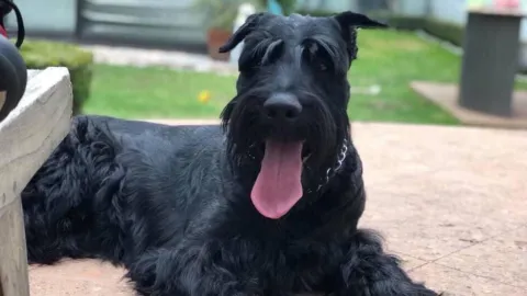 Rocky, perro robado en Mazatlán