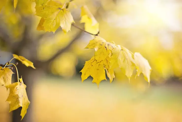 ¡Día soleado! Este es el pronóstico del clima de hoy viernes 18 de octubre de 2024