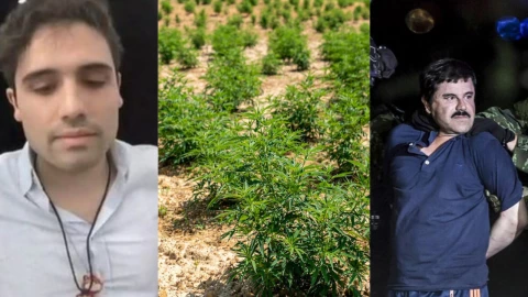 ¿Cómo inicio la historia del narcotráfico en Sinaloa?