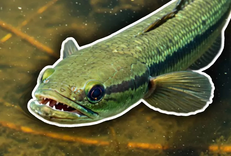 Pez cabeza de serpiente 2025_ Alerta en Estados Unidos.jpg