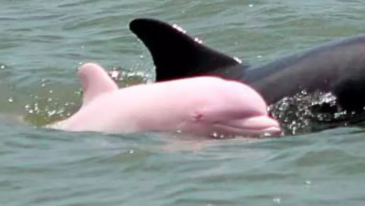 Captan a delfín rosa nadando con su madre en mar de Estados Unidos.