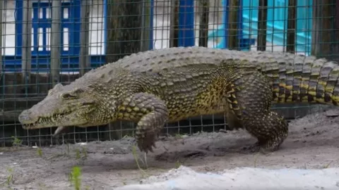 cocodrilo galopa para perseguir a un hombre en Florida .jpg