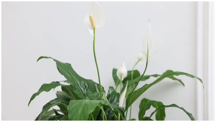 plantas resistentes lriio paz