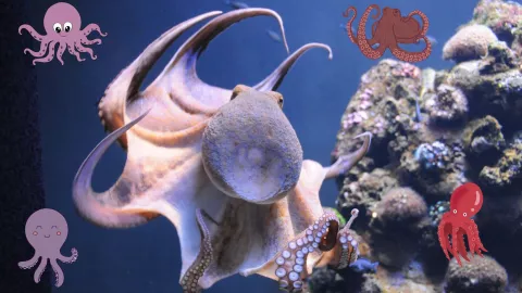 Todo sobre el Día Mundial del Pulpo: curiosidades, misterios científicos y su rol en la cultura popular