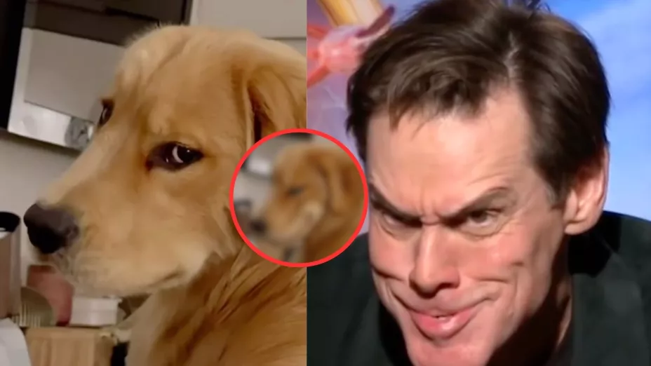 Perrito que sonríe y se parece al Grinch