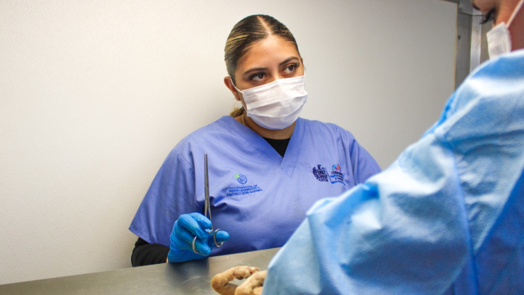 esterilizaciones gratuitas