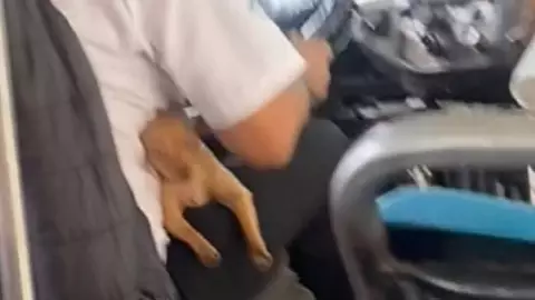 Graban a chofer de microbús llevando a su perrito en las piernas mientras trabaja y conmueve a todo el internet