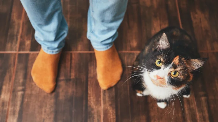 man-and-cute-cat-2022-02-01-23-40-17-utc.jpg