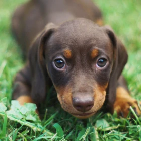 perro (1).png