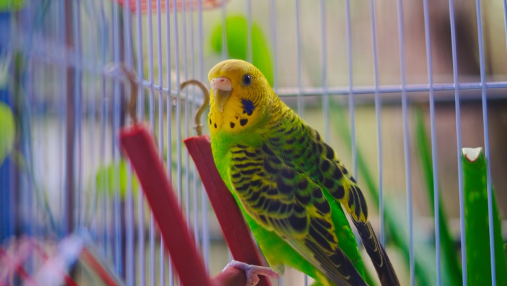 Multas y cárcel por mascotas en Veracruz