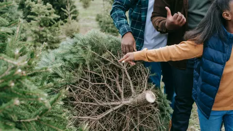 Árboles de navidad naturales