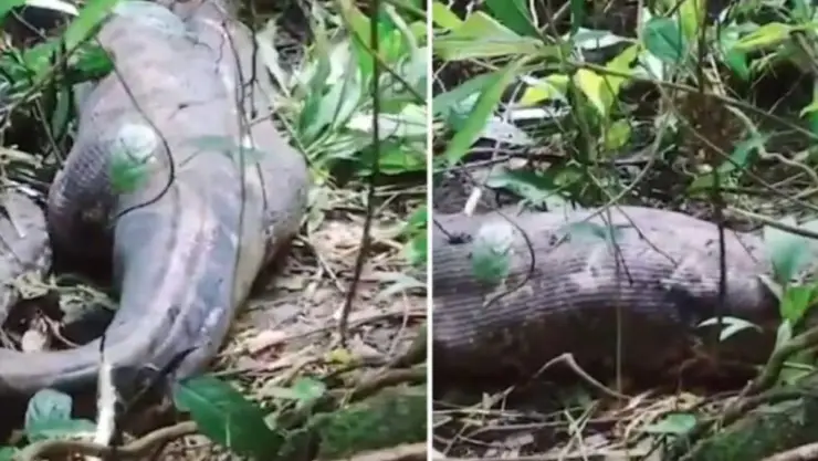 Mujer desaparecida fue DEVORADA por enorme pitón en Indonesia