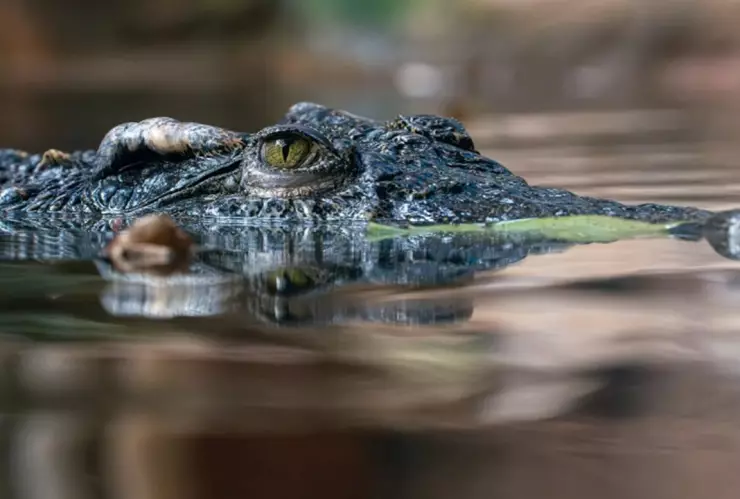 menor muere mordida cocodrilo