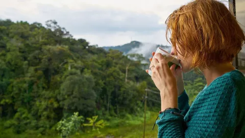 UE prohíbe importación de bienes que causen deforestación café, cacao