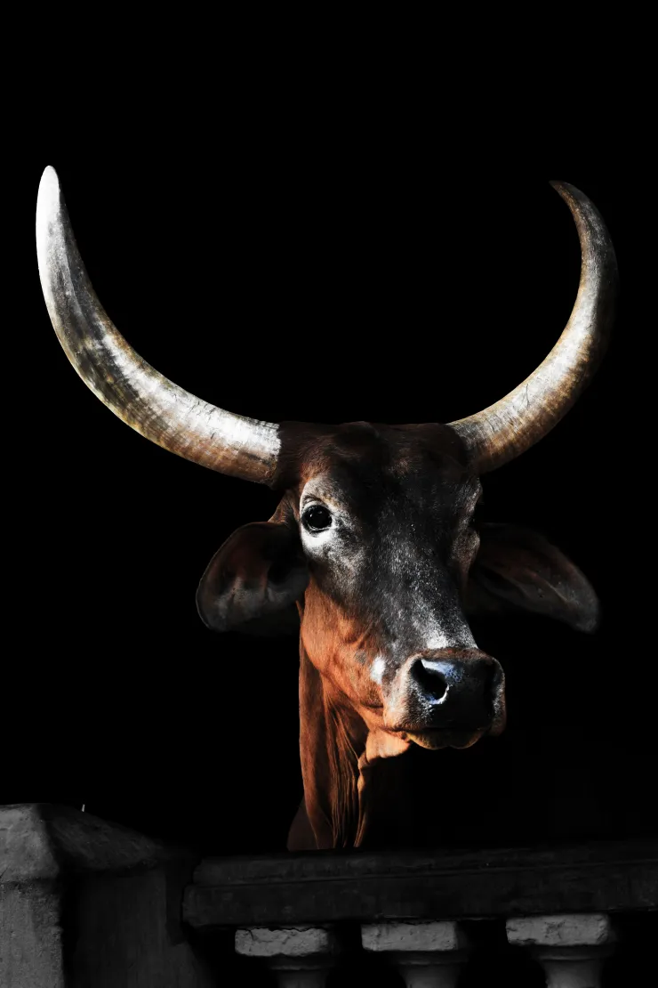 El Toro