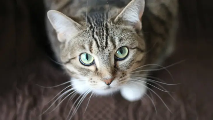 Gato.jpg