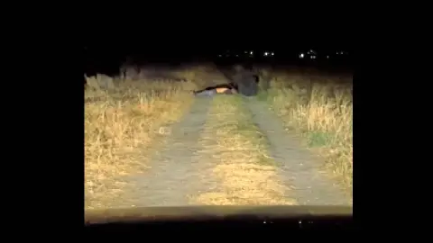 Extraña criatura ataca a hombre en México y queda grabado_ Video viral.jpg