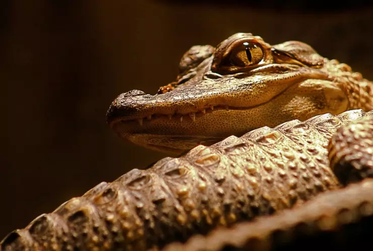 Metro CDM: Hallan cocodrilo bebé en la Línea 3