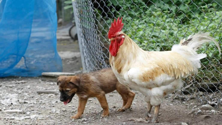 Hallan cuerpos decapitados de perro y gallina en San Bartolo