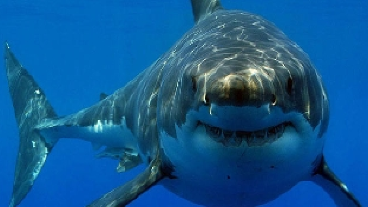 tiburones