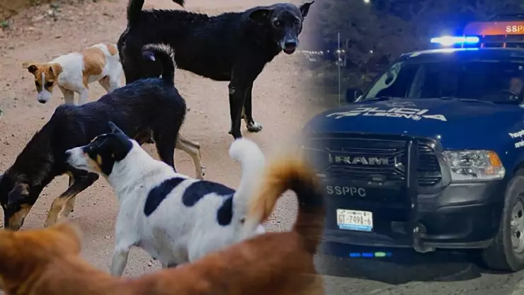 Hombre es atacado por 10 perros en Lomas de Vista Hermosa, en León