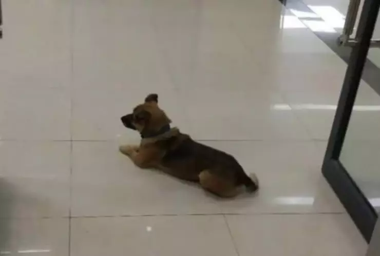 Perrito, dueño, COVID-19.jpeg