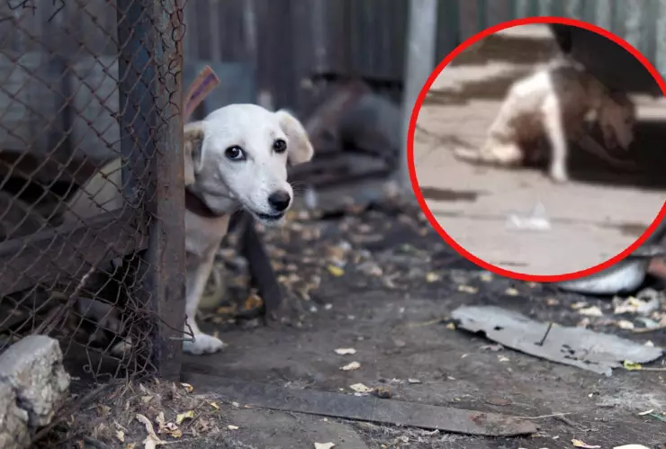Imágenes de perrito abandonado y con discapacidad causan indignación en Coatzacoalcos
