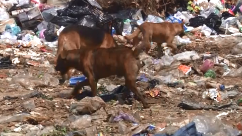 PERROS CALLEJEROS