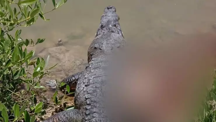Hallan SIN VIDA a cocodrilo en la ciénega de Progreso ¿Cuál fue la causa de muerte?