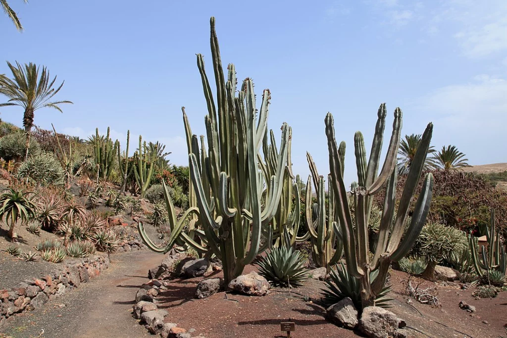 cactus tubo de organo plantas del desierto