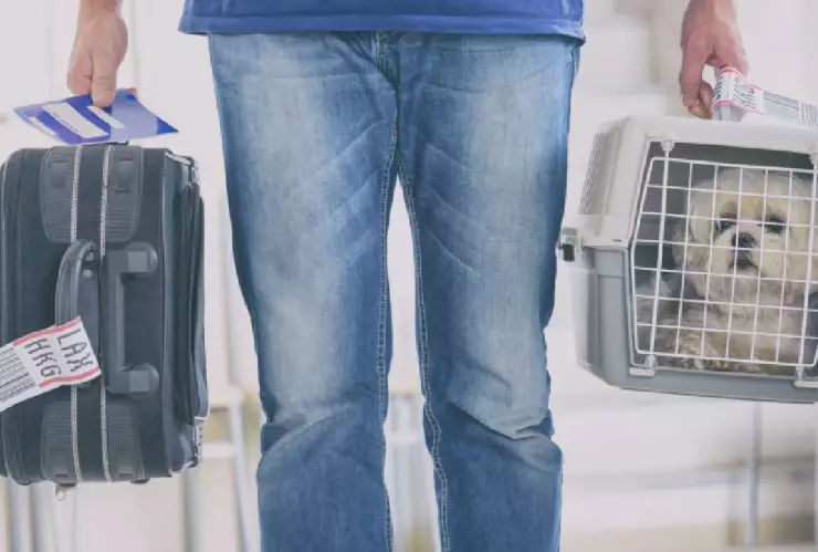 Reglamento para viajar con tu mascota en avión este 2024