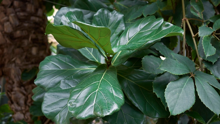 Por qué los expertos en plantas recomiendan poner una Ficus Lyrata en tu recámara para dormir mejor