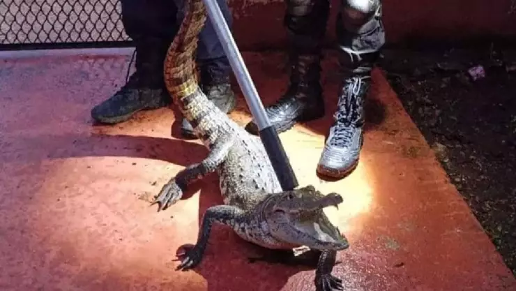 FOTOS_ Capturan a COCODRILO en patio de casa de Tixkokob