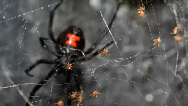 ¡Atención! Encuentra peligrosa araña viuda negra en zona habitada; enciende las alarmas