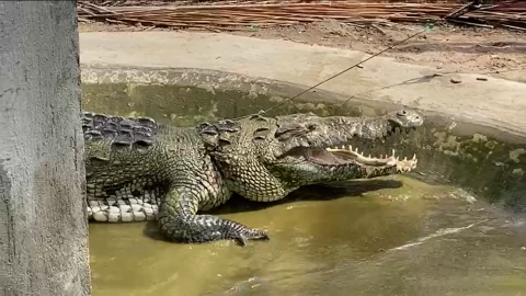 El cocodrilo encontrado en Chiapas mide tres metros.