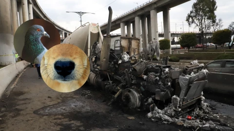 Rescatan a un perro y una paloma tras la explosión de la pipa de gas en Iztapalapa