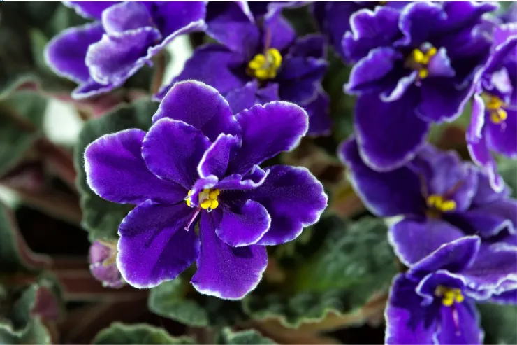 Violetas africanas