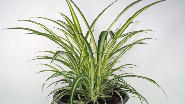 plantas
