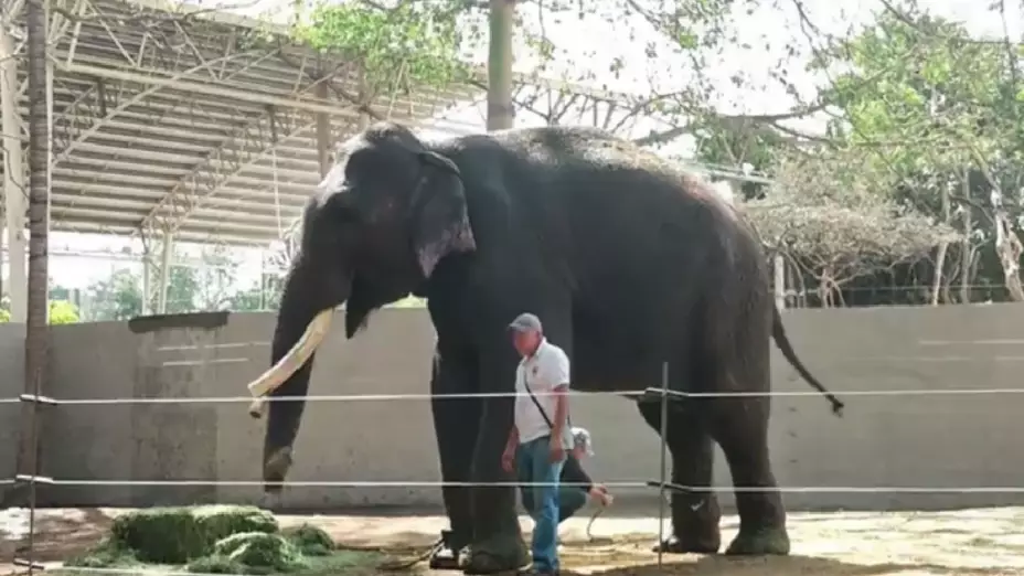 Big Boy comiendo en Culiacán.png