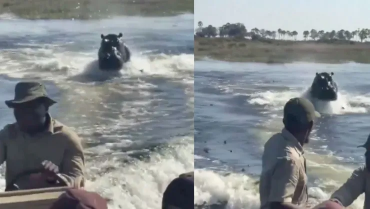 Hipopótamo persigue a turistas en Botsuana