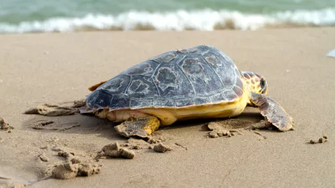 tortugas desaparecen ecología importancia