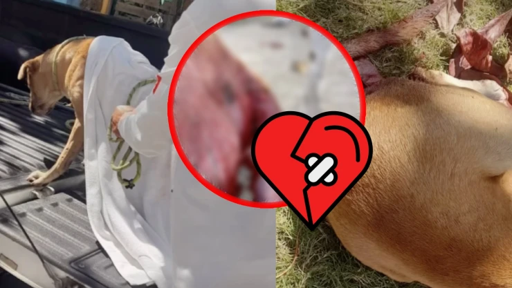 Rescatan a perrita víctima de violación en Playa del Carmen: Esto se sabe del caso de maltrato animal